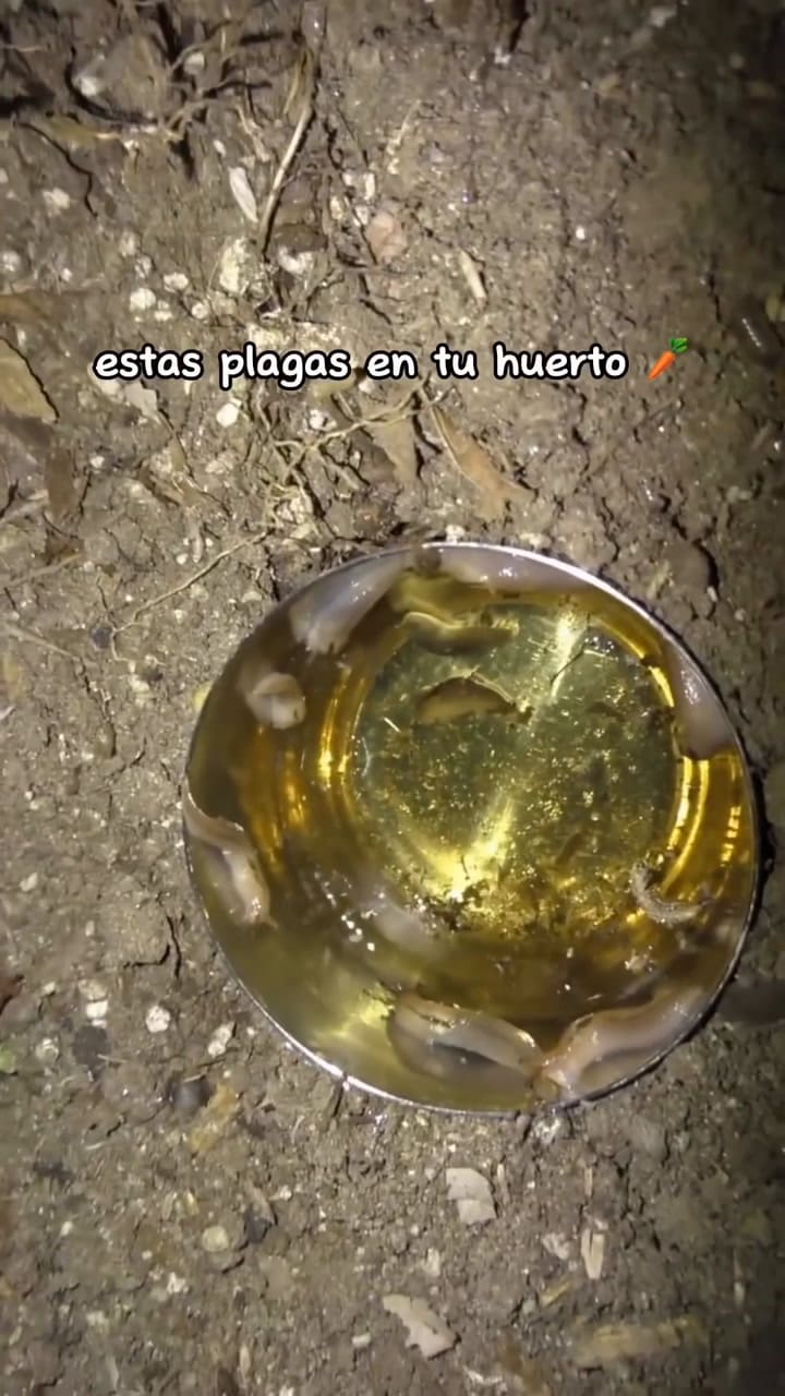 Trucos caseros para eliminar a los caracoles del jardín