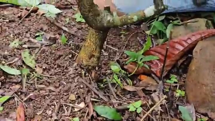 Cómo hacer crecer un limonero