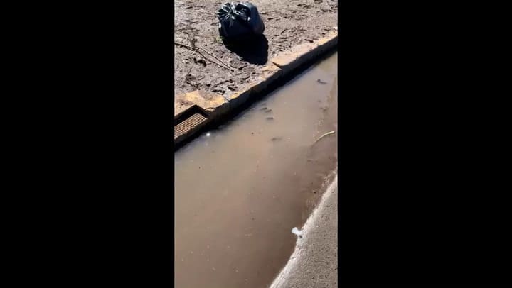 Aparecieron peces en alcantarillas de Buenos Aires