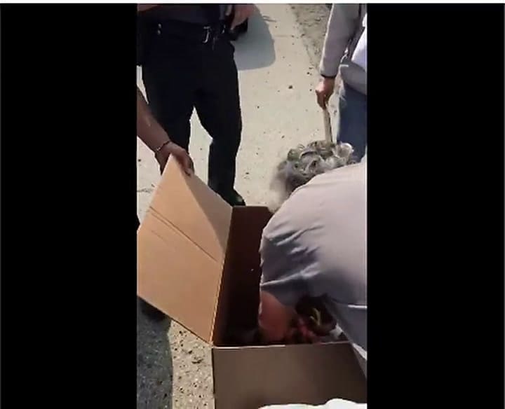 Atrapada en el tráfico. Paró a rescatarla y jamás imaginó su increíble reacción