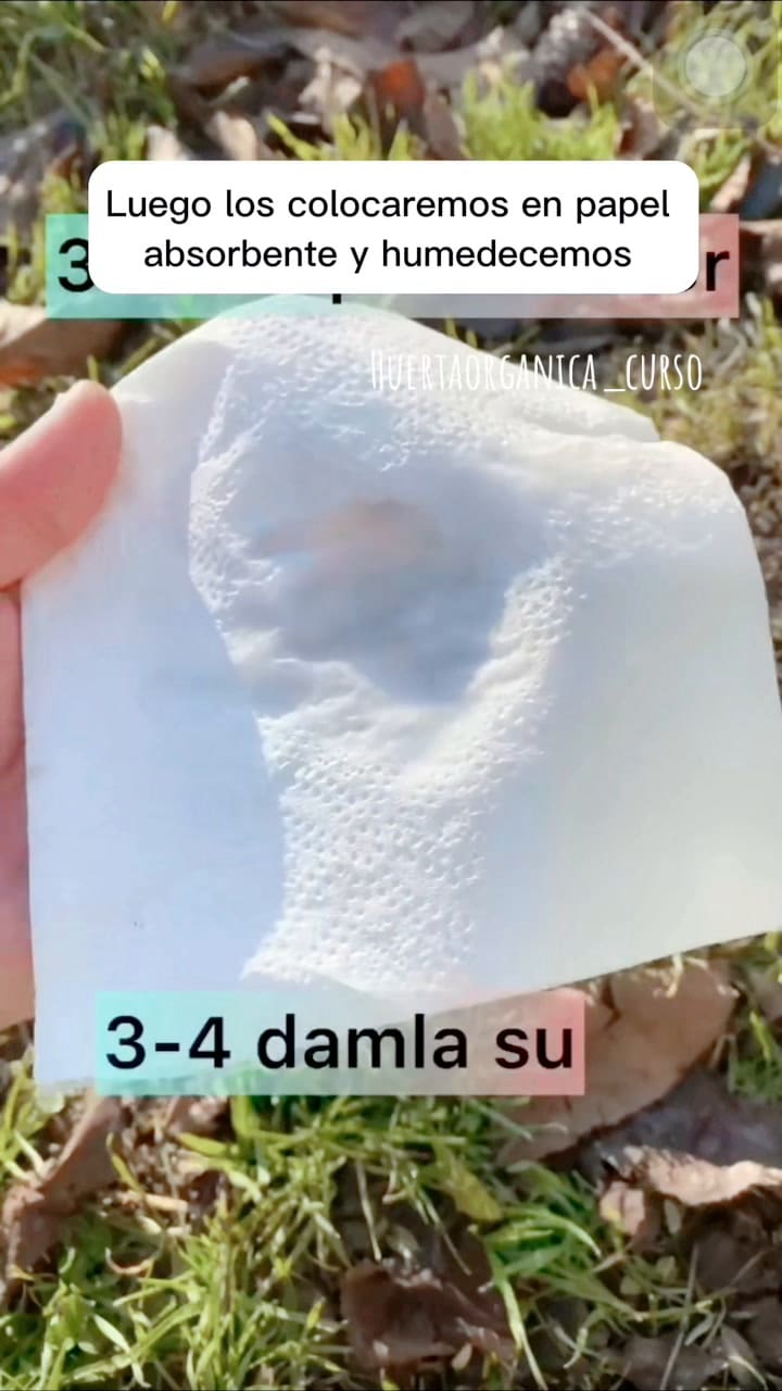 Así Puedes Germinar Naranja