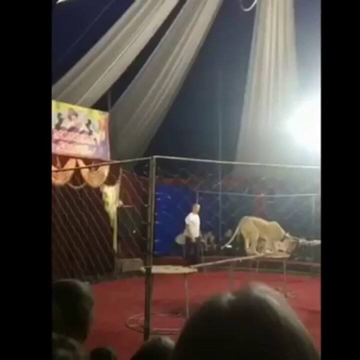 El feroz ataque del león a la niña - Fuente: YouTube