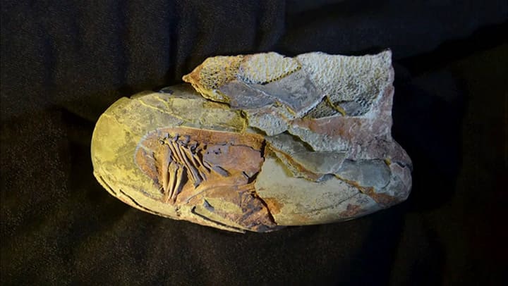 Descubren un embrión de dinosaurio perfectamente preservado y a punto de salir de su cascarón