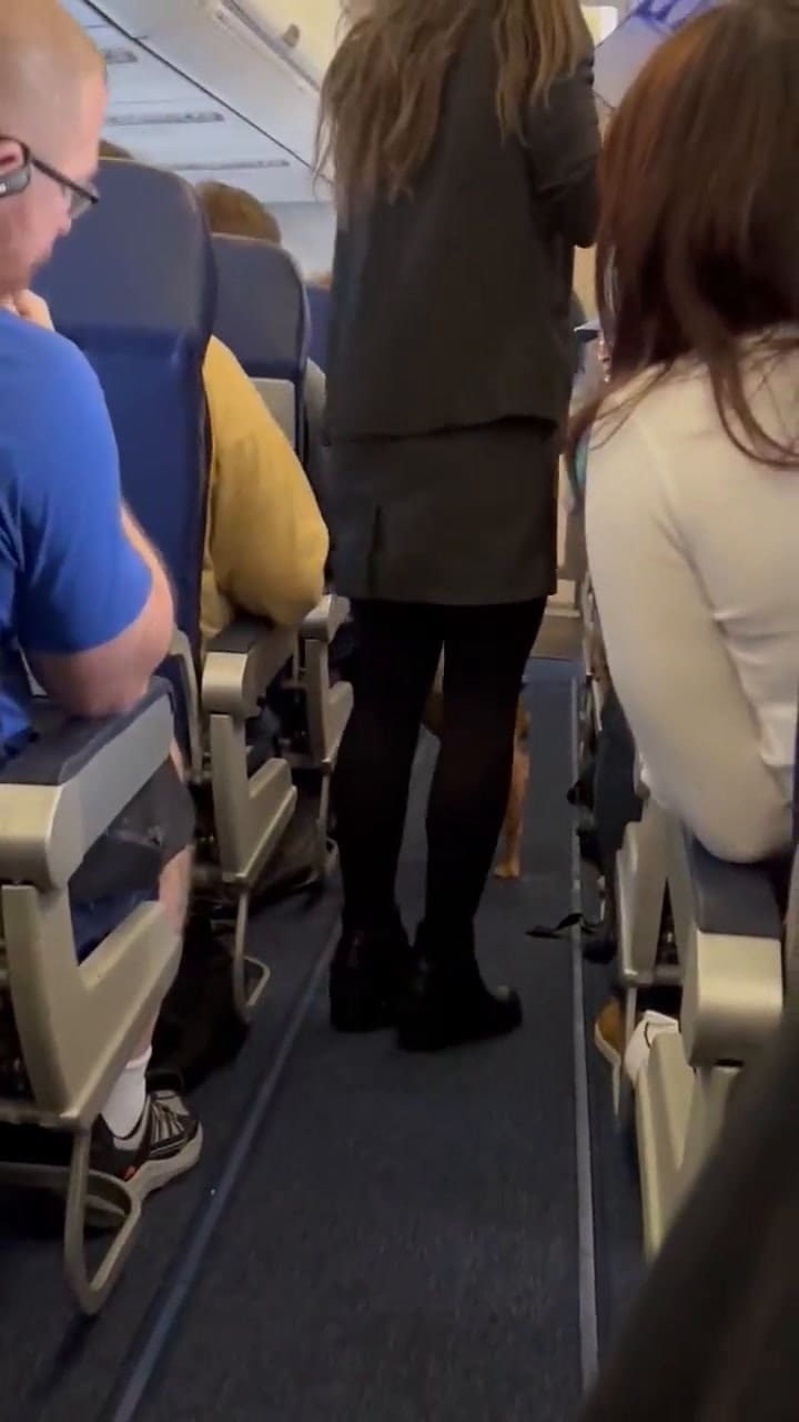 Un perro se escapó en pleno vuelo de Southwest Airlines