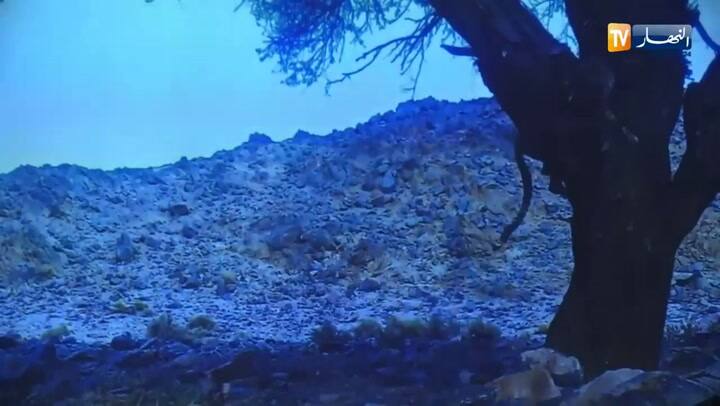 Primer guepardo sahariano avistado en Argelia en los últimos 10 años - Fuente: Youtube