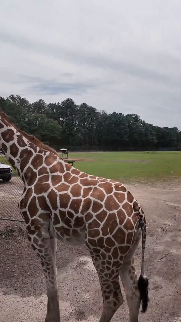 Así funciona el Six Flags Wild Safari, la atracción estrella a una hora de Nueva York
