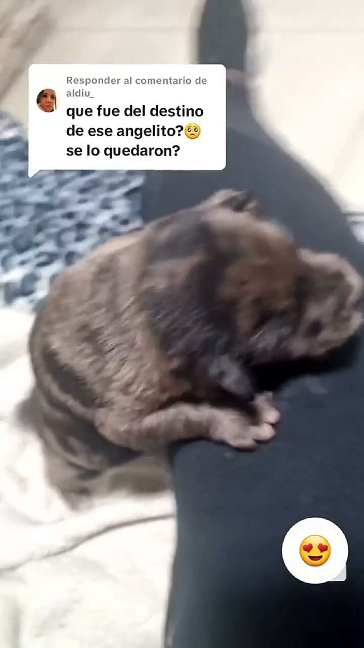 Día a día comparte detalles de la salud del cachorro