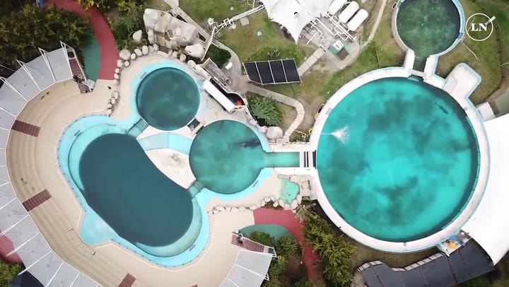 San Clemente del Tuyú: ¿hay esperanza de poder liberar a la última orca cautiva de Sudamérica?