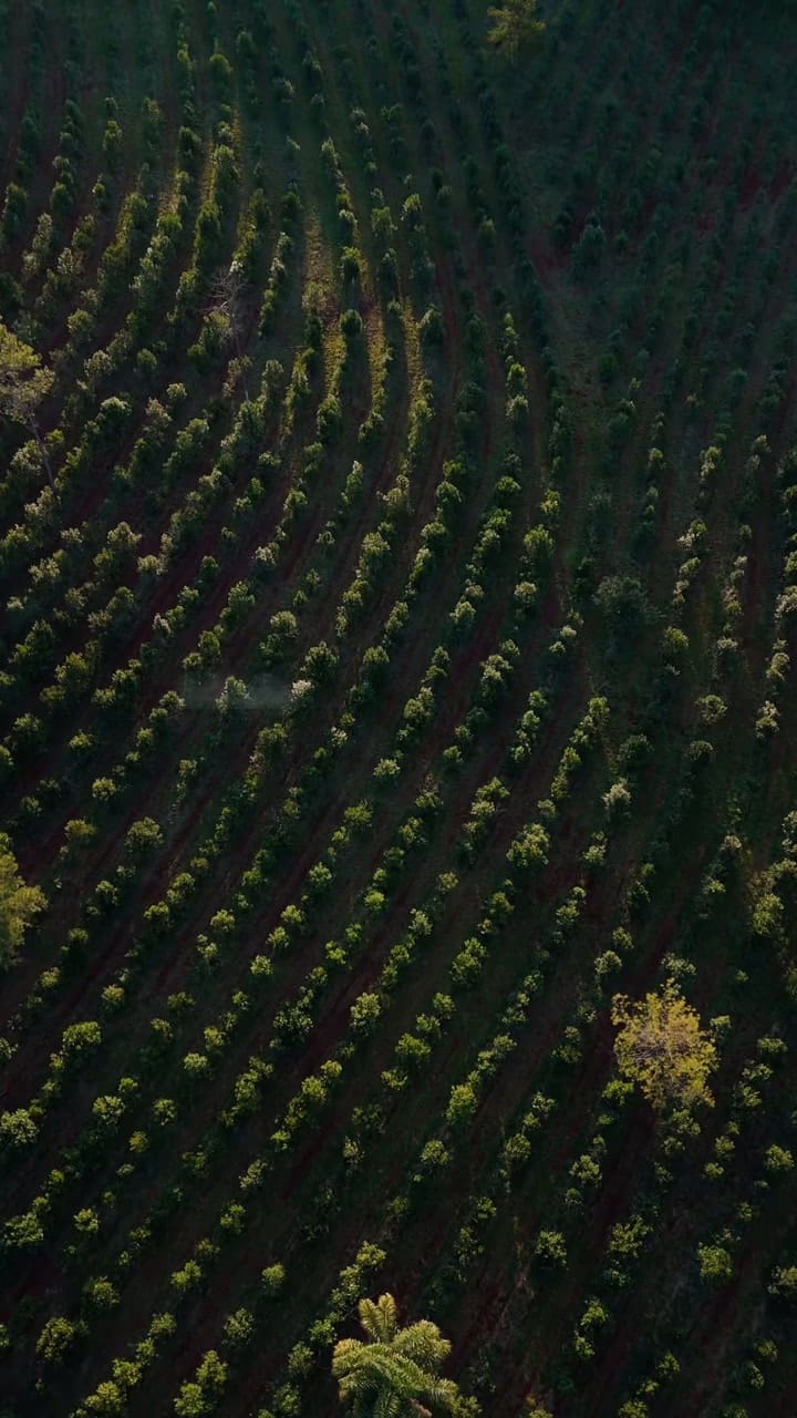 Mateina, la bebida energética estadounidense que tiene yerba mate