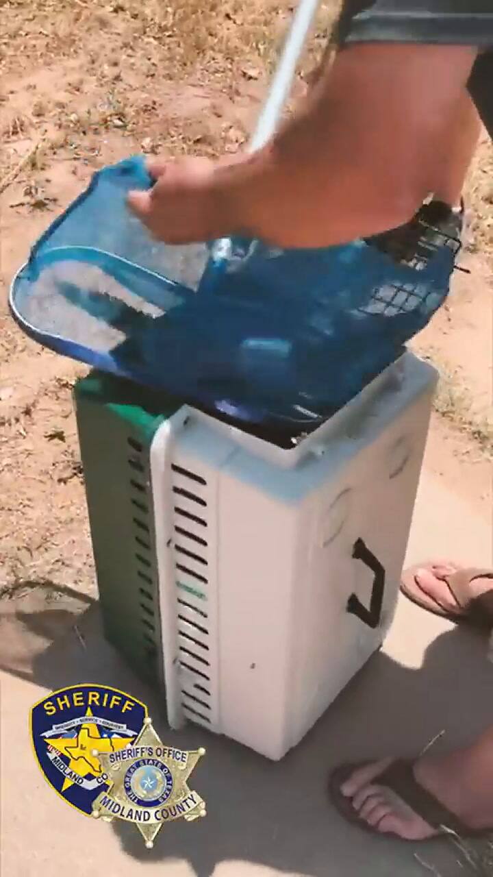 Encuentran una cría de caimán perdida en pleno desierto