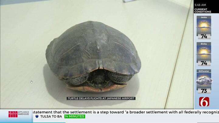 Insólito: una tortuga detiene el tráfico aéreo en un aeropuerto de Japón