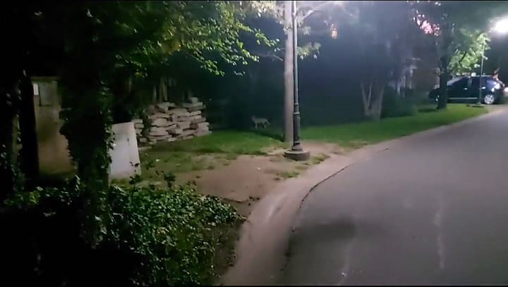 Los zorros prefieren la tarde para caminar por las calles internas del barrio privado