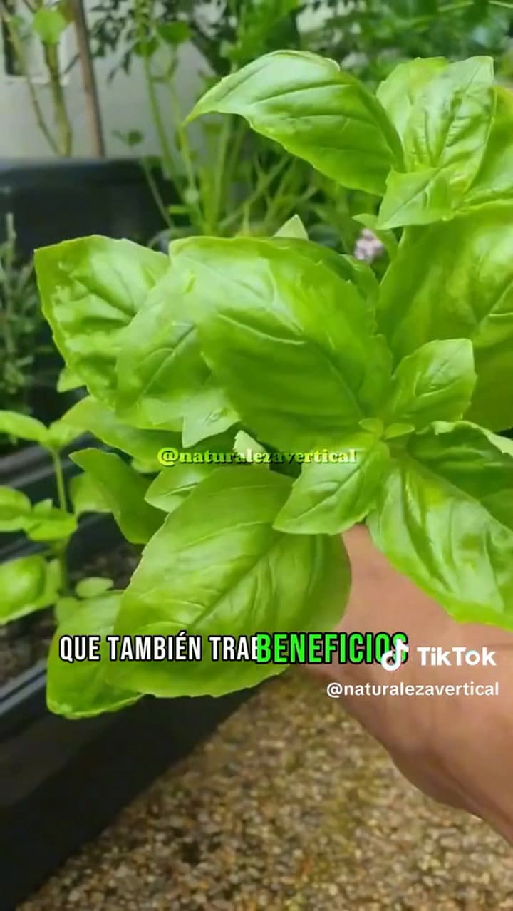 Beneficios de consumir albahaca - (@naturalezavertical)