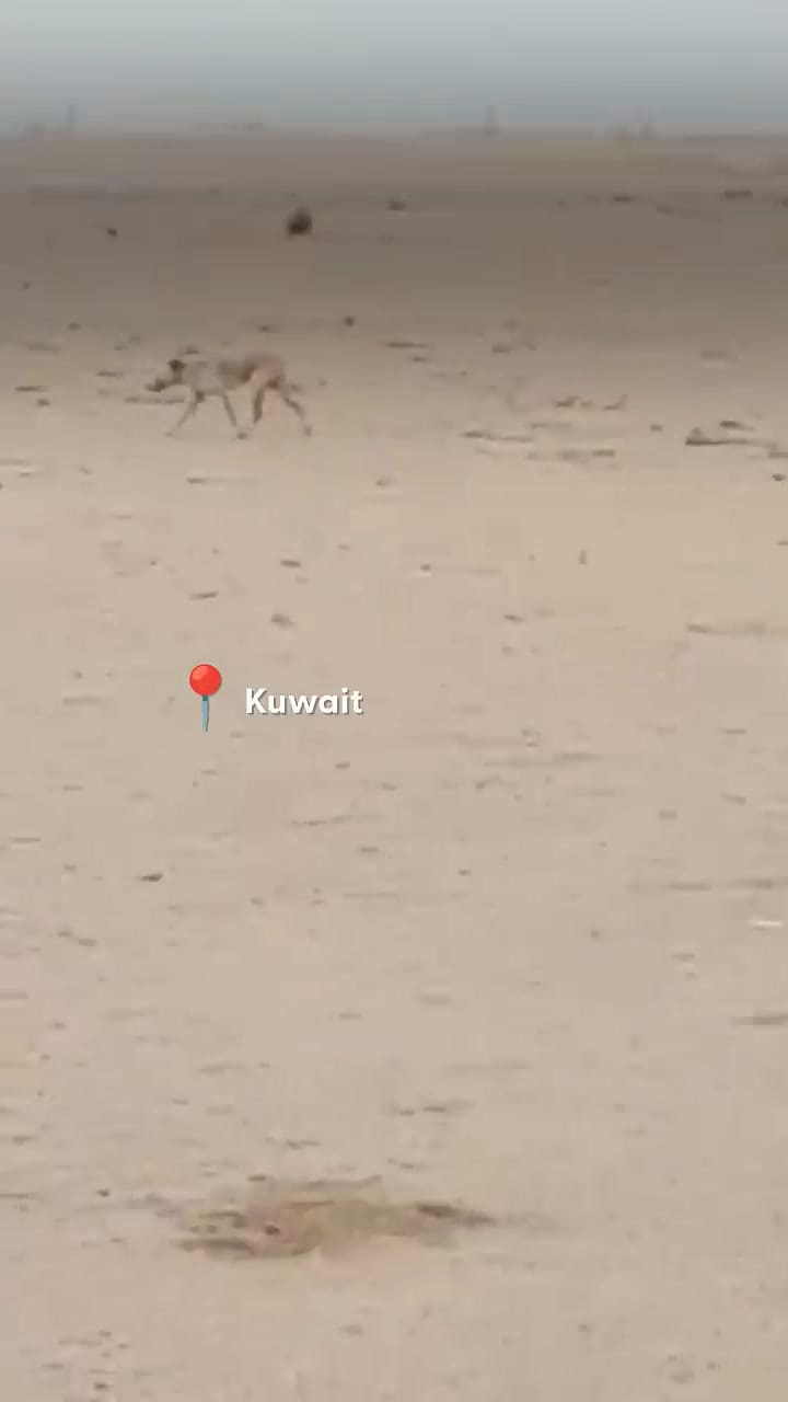 La perra y sus cachorros rescatadas del desierto de Kuwait