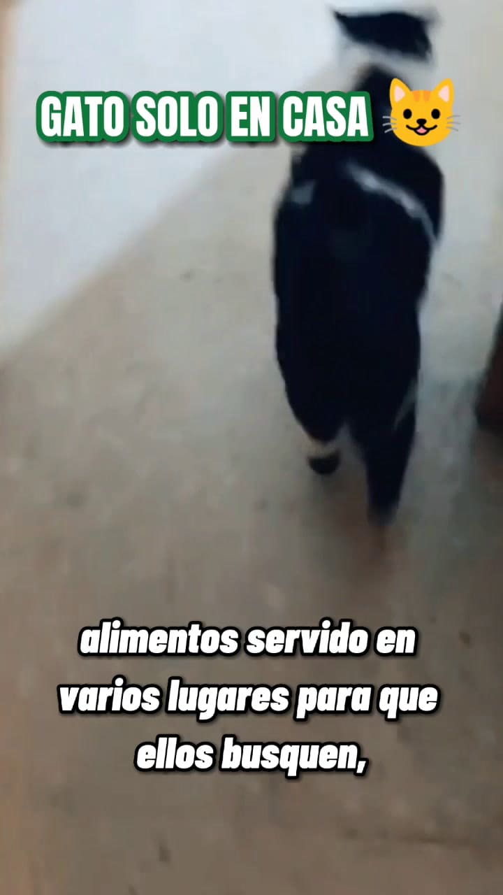 Panchocavero 7164144119642737925