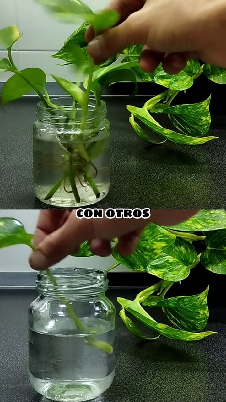 El truco para enraizar esquejes