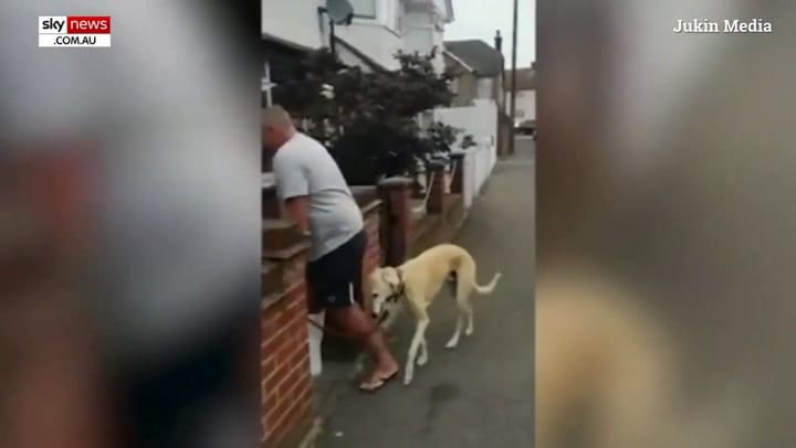 El perro que renguea para imitar a su dueño Crédito: YouTube Sky News Australia