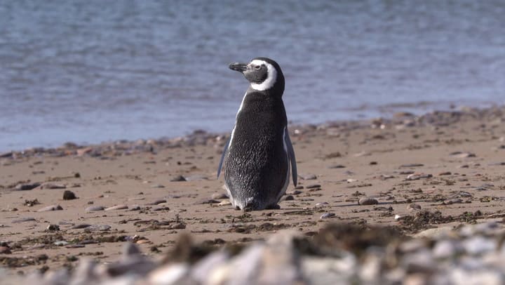 Llegan los primeros pingüinos de Magallanes a la isla Tova