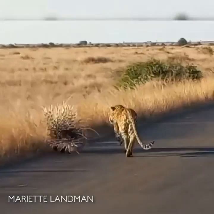 Un puercoespín derrota a un leopardo hambriento
