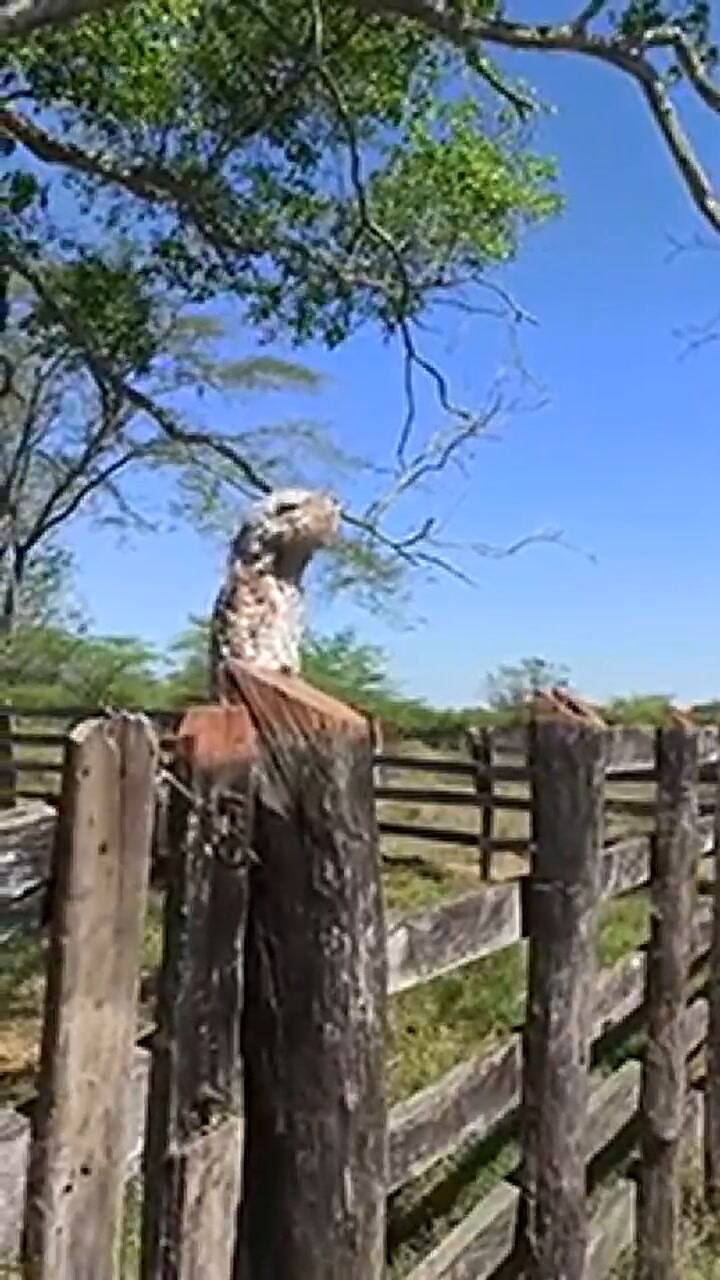 Un extraño pájaro sorprende a una mujer en medio del campo
