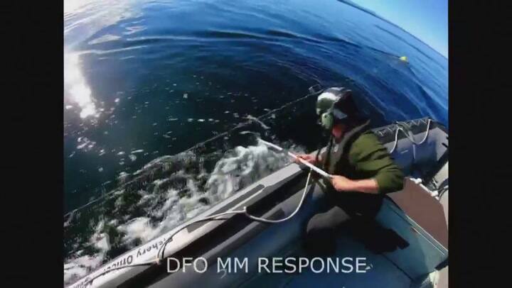 La increíble maniobra de una ballena mientras trataban de rescatarla en las costas de Canadá