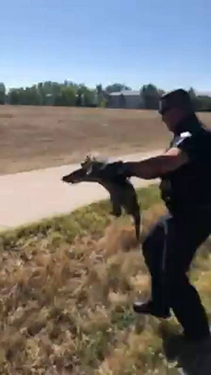 Un gesto viral: ayudó a una tortuga a cruzar la calle y emocionó en las redes