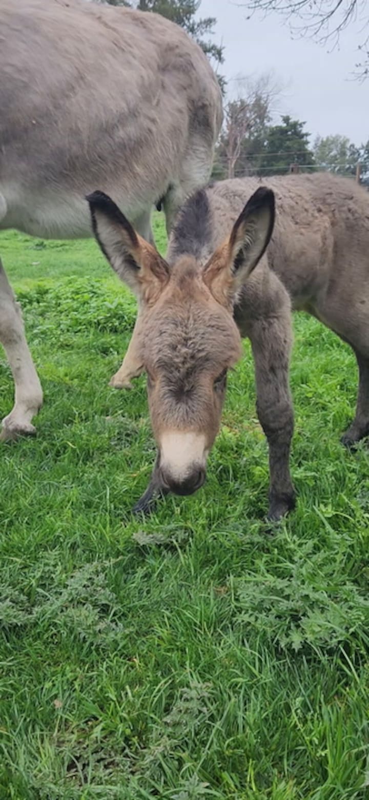 El predio posee 100 hectáreas en donde los caballos se pueden rehabilitar y luego son dados en adopción