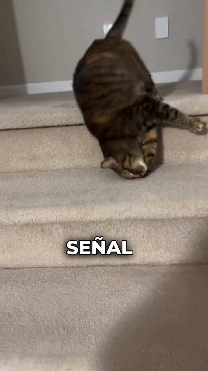 Los gestos que expresan el cariño de los gatos