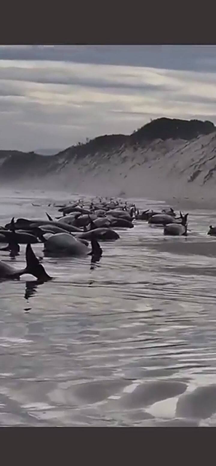 Así quedaron varadas las ballenas en las costas de Tailandia