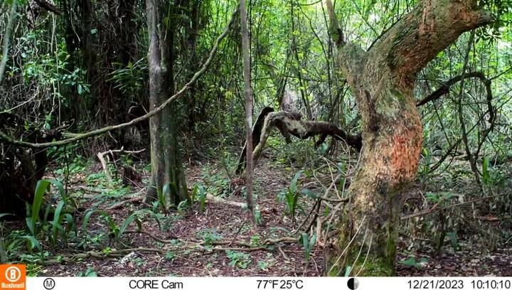 El yaguareté fue capturado por las cámaras trampa