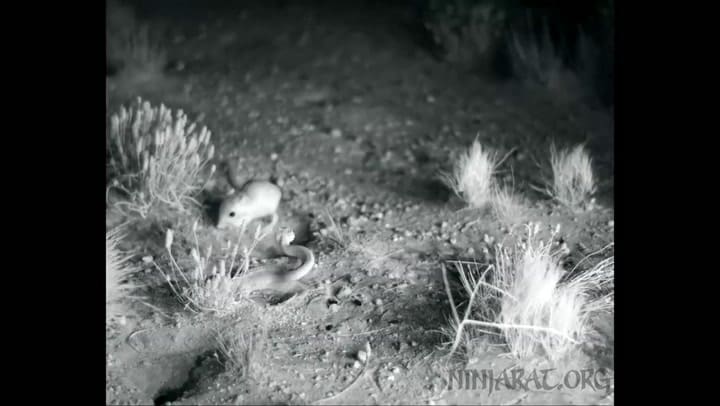 Una rata canguro se salvó de ser devorada por una serpiente con una espectacular patada - Fuente: Yo