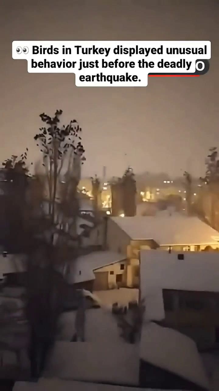 El extraño comportamiento de los pájaros minutos antes del terremoto en Turquía