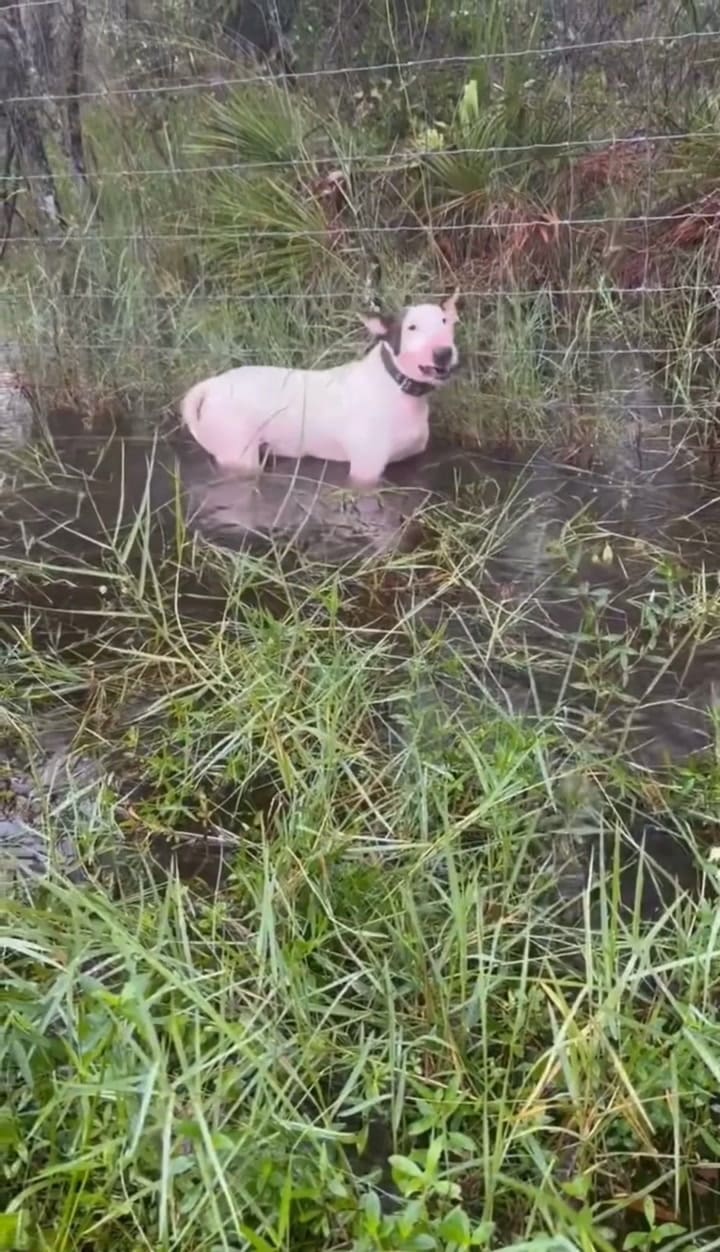 Así era encontrado Trooper
