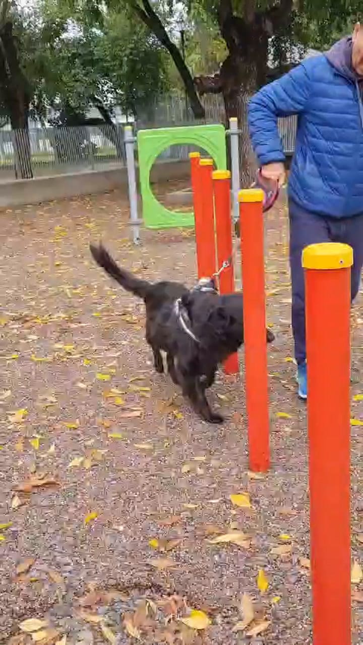 Bambi, 5 meses después de su operación de cadera