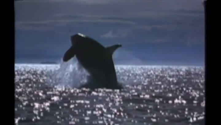 Trailer de Liberen a Willy - Fuente: YouTube