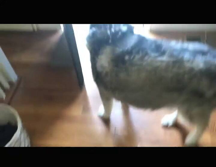 La conmovedora reacción de un perro al ver por primera vez al hijo recién nacido de sus dueños