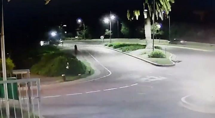 Un carpincho derriba a un motociclista en Nordelta