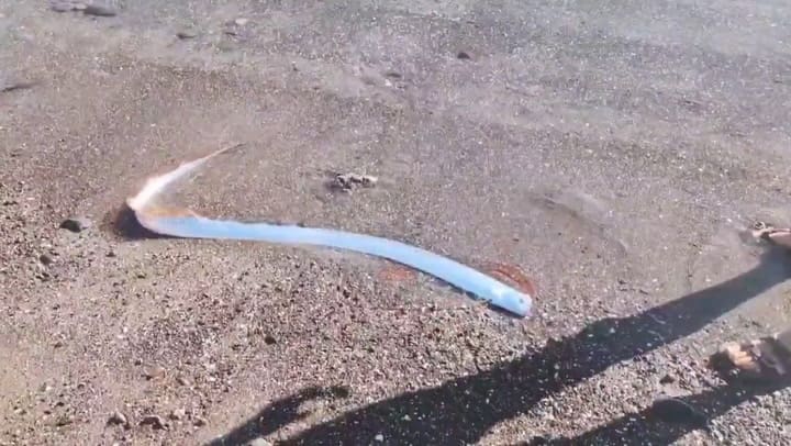 Apareció un pez remo en Mexico