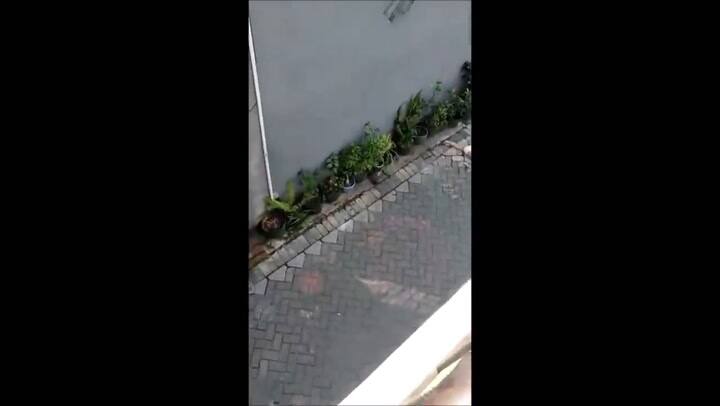 Un mono a bordo de un scooter intentó 'secuestrar' a un niño en Indonesia