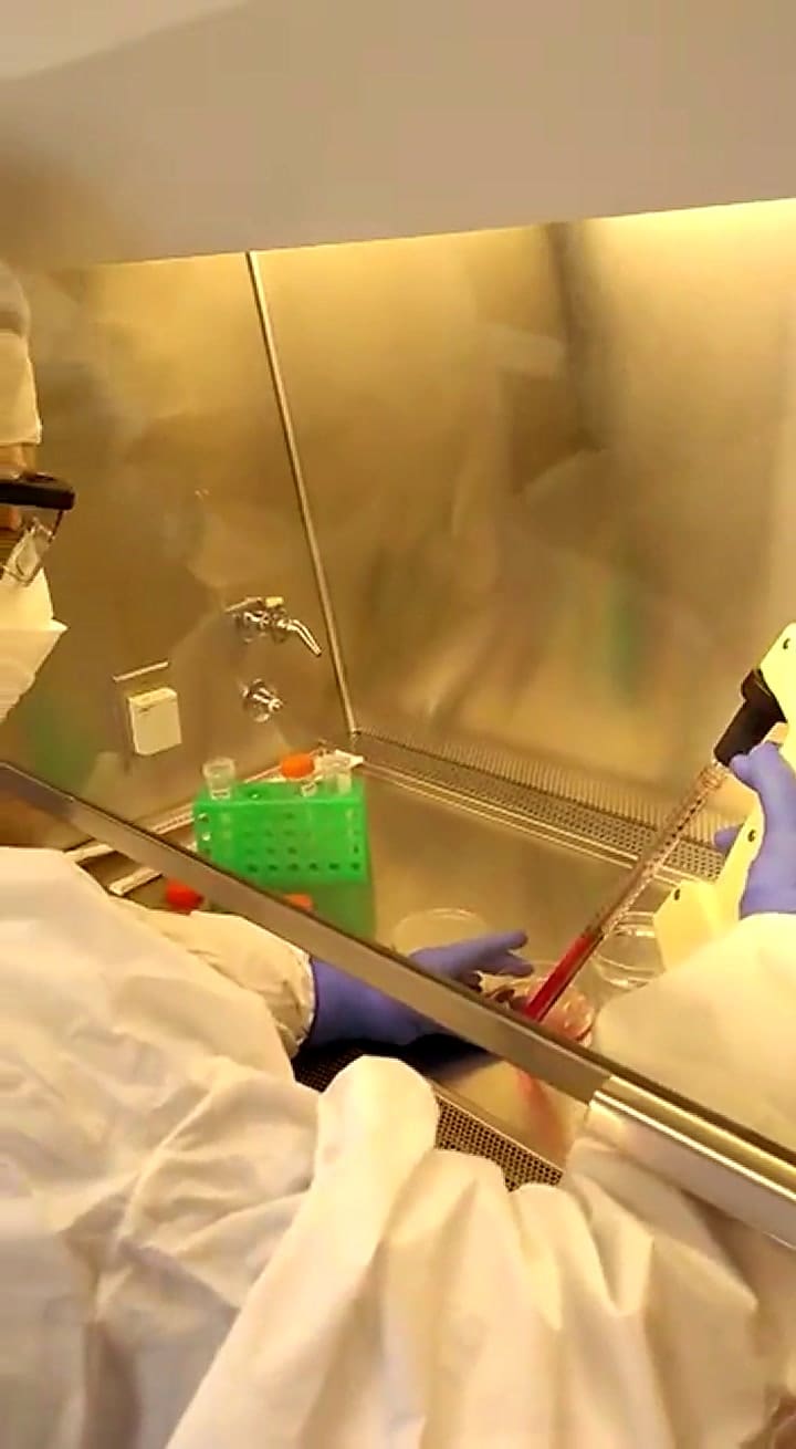 Así se hace la carne cultivada