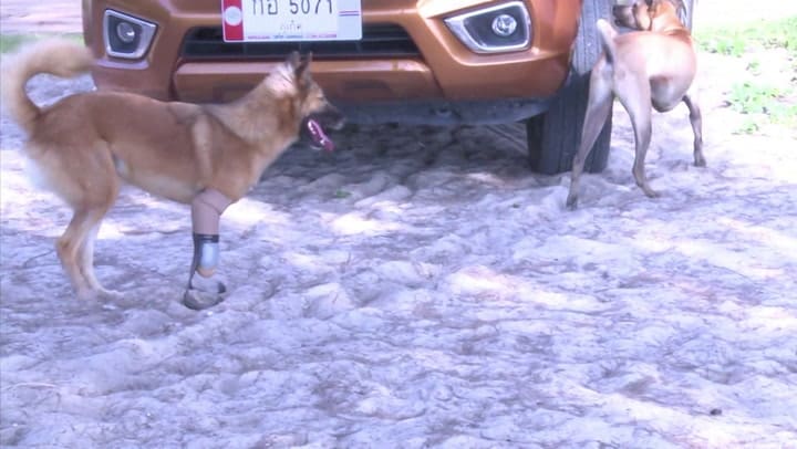 Cola, un perro tailandés, el primero en usar prótesis similares a las de Pistorius