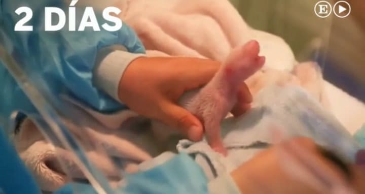 Los primeros 30 días de un panda en 1 minuto