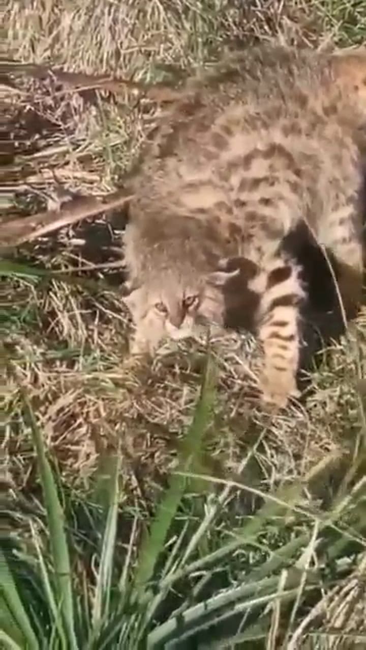 El gato de pajonal que revoluciona Uruguay
