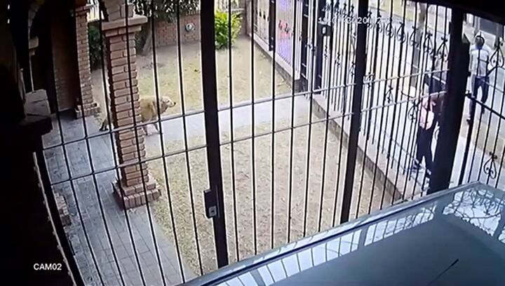 Un nene de cinco años le pegó a un delincuente para defender a su mamá de un robo