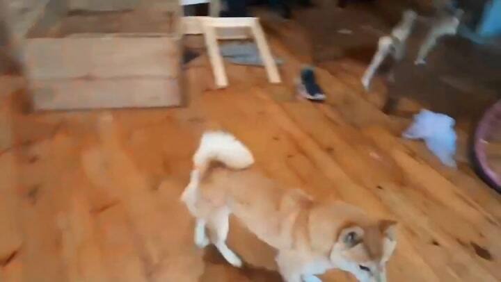 Rescatan 18 perros y clausuran dos criaderos ilegales en Mataderos y Villa Crespo