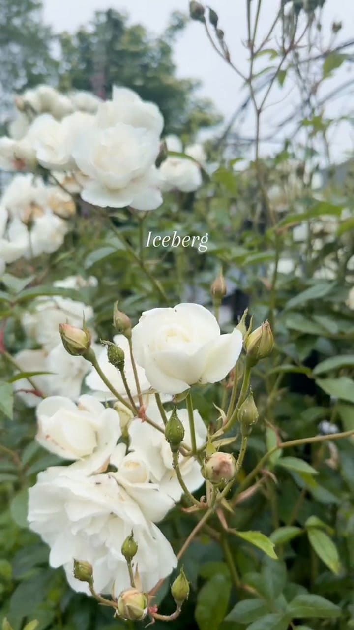 Arbusto de Rosas Iceberg