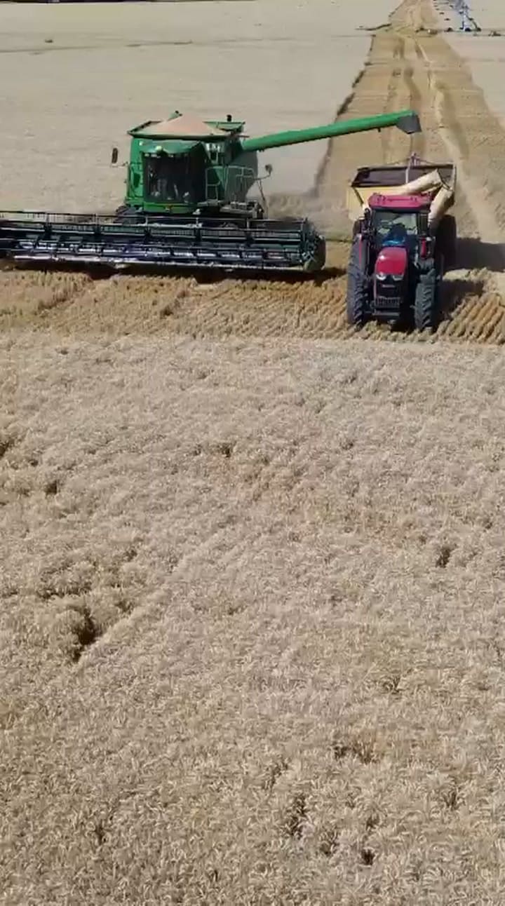 Otra imagen de la cosecha de trigo en el campo del superrinde
