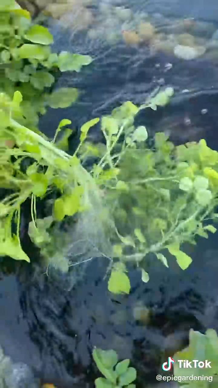 Los beneficios del berro