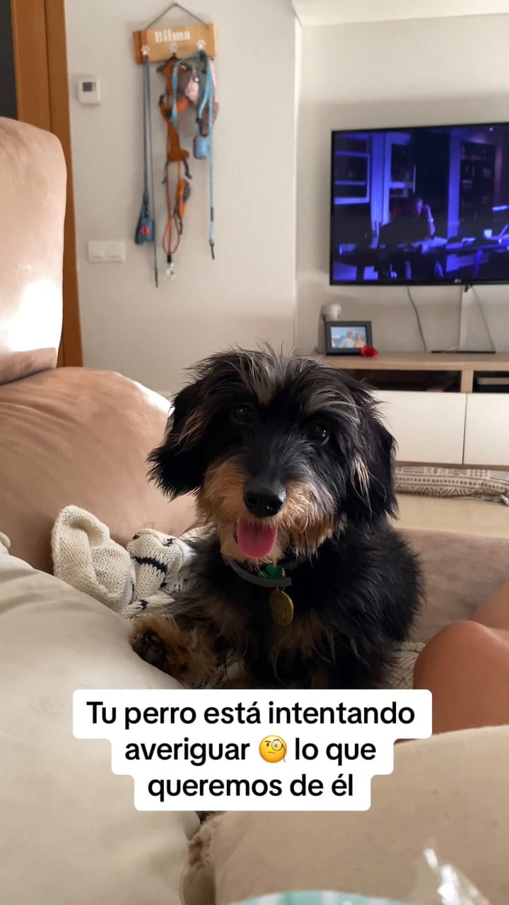 ¿Por Qué Tu Perro Te Mira Fijamente