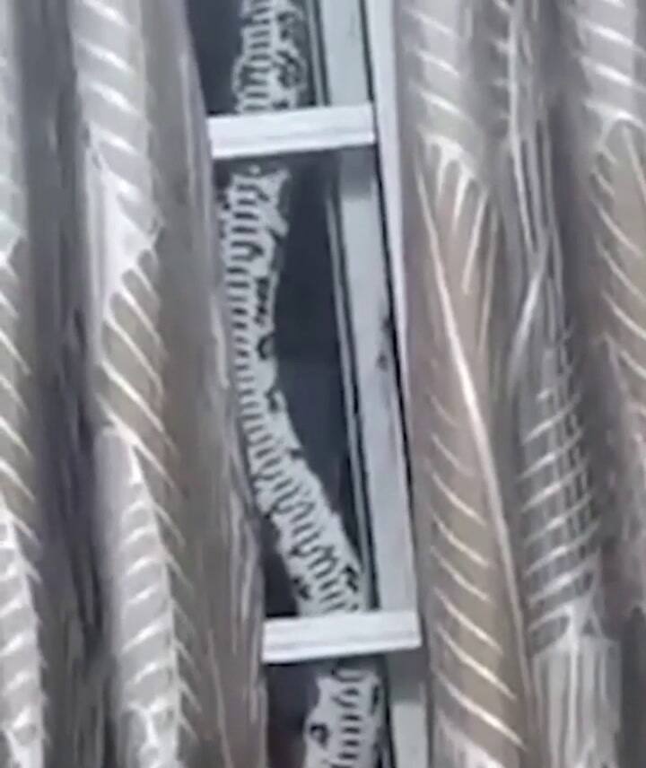 Descubrió que una enorme serpiente vivió durante un año en el techo de su casa